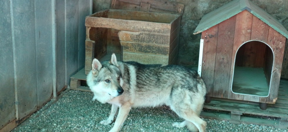 Due cani maltrattati, un uomo a processo